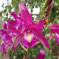 magnificent orchid pink flower