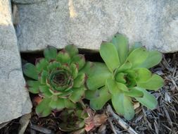 beautiful green succulents in the wild