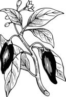 black and white drawing of capsicum