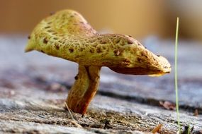 small yellow mushroom in the autumn forest close-up on blurred background