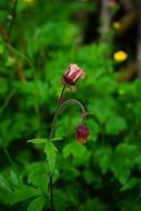red avens blossom and bud
