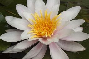 natural lily in a pond