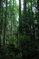 thickets of green forest