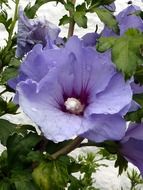 striking blue flower