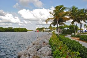 palm trees on florida coast in the wind