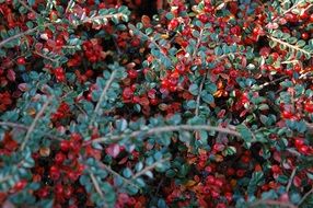 Cotoneaster in autumn
