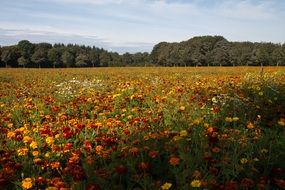 yellow orange flowers meadow nature daisy