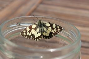 black and yellow butterfly on the jar