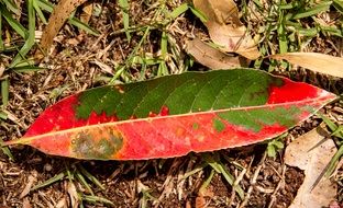 leaf forest rain floor red