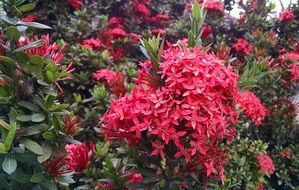 ixora tropical flower