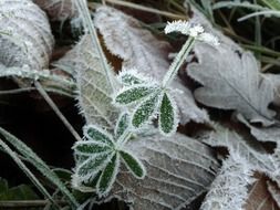 green plants in hoarfrost