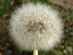 fluff on dandelion stalk close up