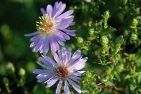 purple aster flowers after rain