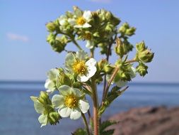 Wild flower on the background of the lake