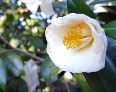 white japanese camellia