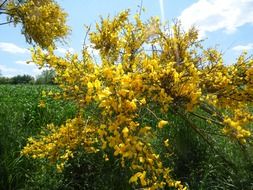 deliciously beautiful yellow flowers