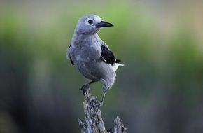 The Clark's Nutcracker bird