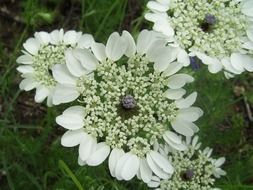 lace flower in the garden
