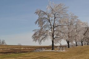 Landscape with the ice covered trees in field