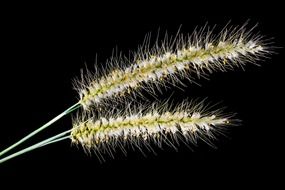 drawing of two spikelets of wheat