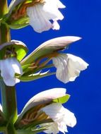 white acanthus hungaricus