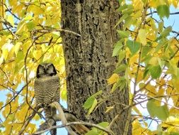 great grey owl in the nature