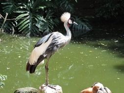bird with a tuft near the water