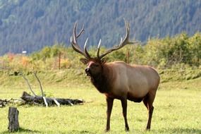 beautiful moose alaska