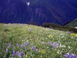 enchanting wildflowers mountains