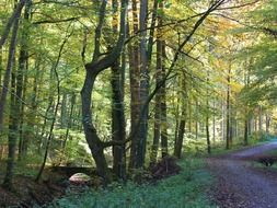 nature tree in sunny forest