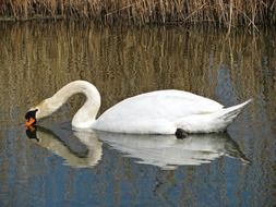 white swan eating in the water