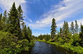 blue river in a forest