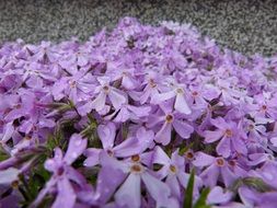 Purple forget-me-not flowers