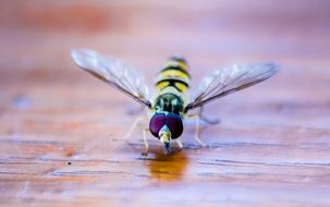 Macro photo of the hoverfly