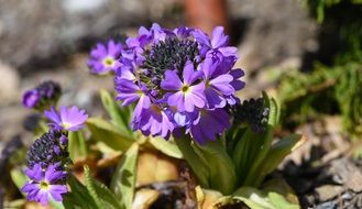 closeup photo of purple primrose in a spring garden