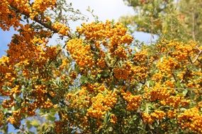 tree with yellow berries