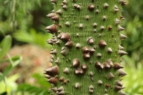 ceiba thorns