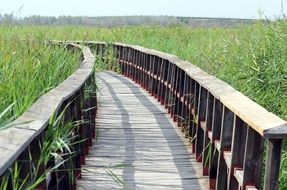 wooden bridge among greenery