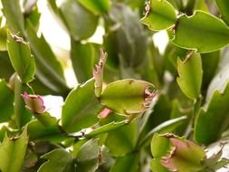 Green cactus leaves