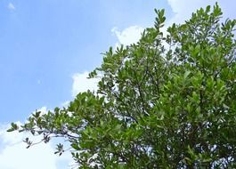 mangian acacia with green leaves