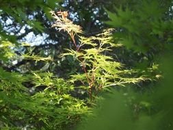 Japanese maple in green forest
