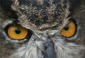 Great horned's eyes close-up