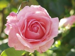 beautiful pink rose in the orchard