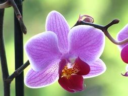 violet orchid blossom close