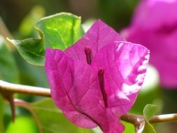 attractive bougainvillea colorful flowers