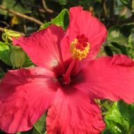 red hibiscus flower petals