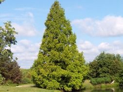 large conifer near the pond in the park