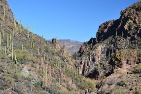 arizona cactus mountain desert landscape