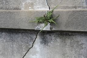 fern in the crack of a grave in New Orleans