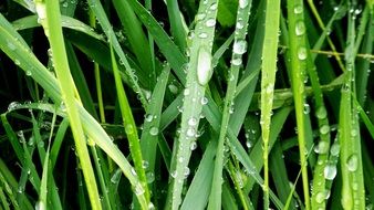 raindrops on lush grass close up